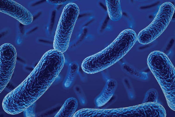 Single-Strain Probiotics vs. Multi-Strain Options